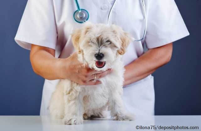 Diagnose und Behandlung von Arthrose beim Hund