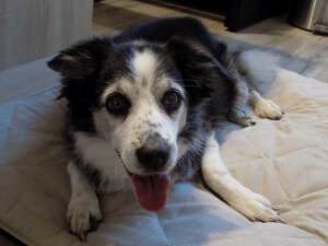 Arthrose beim Hund - Vorbeugung und Urachen
