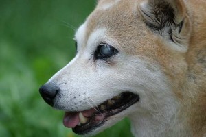 Vorurteile über blinde hunde