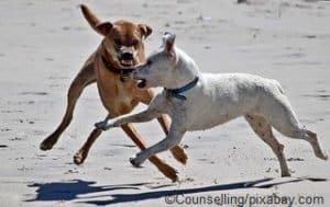 Hunde spielen am Strand