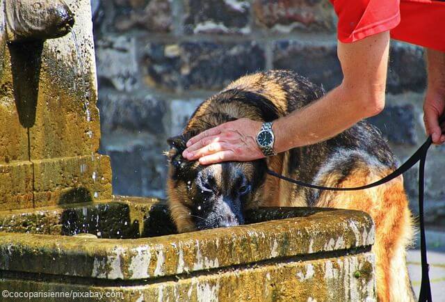 Überhitzung und Dehydrierung beim Hund akute Notfälle seniorhunde.de