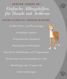 Einfache Alltagshilfen für Hunde mit Arthrose