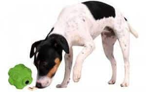 Dog Activity Snackball