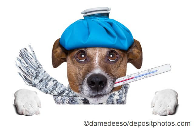 humane bemærkede ikke Snor Ihr Hund ist erkältet - was tun? | senior-hunde.de