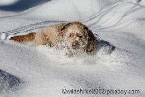Hunde nicht in den tTefschnee lassen