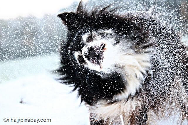 Top 10 Winterzubehör für Hunde