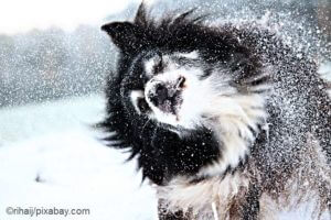 Winterzubehör für Hunde