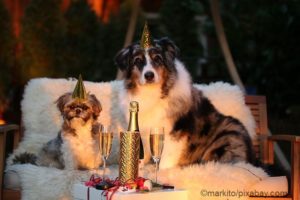 Neujahrsvorsätze für Hunde