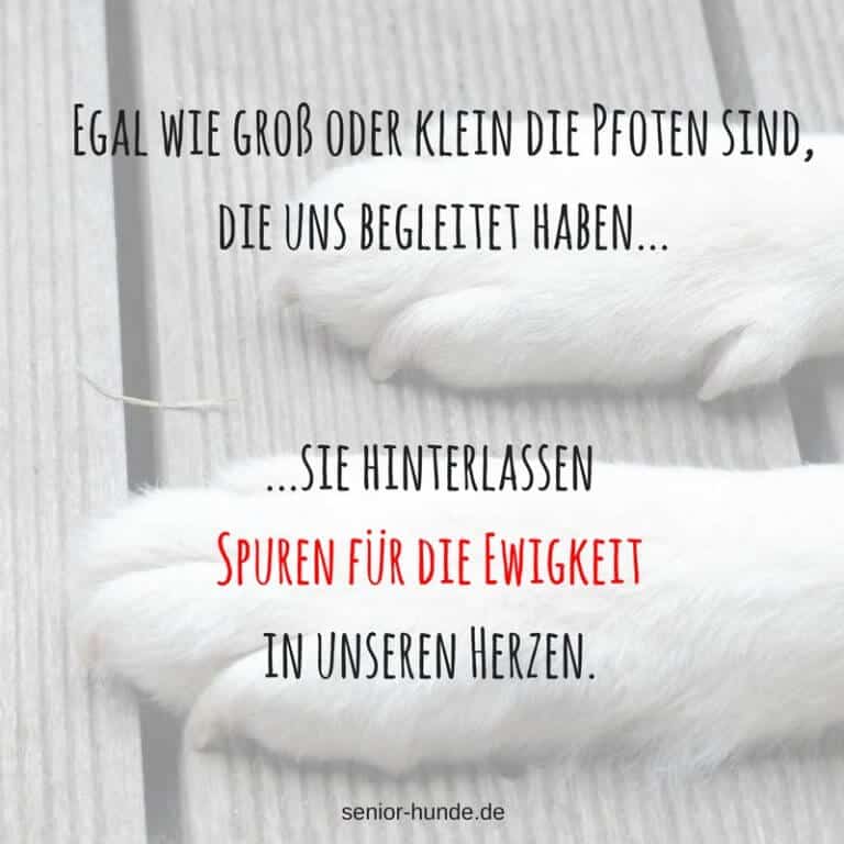 Ihren Hund einschläfern lassen&hellip; seniorhunde.de