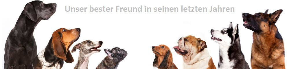 seniorhunde seniorhunde.de